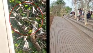 Una yarará fue hallada a pocos metros de una zona donde se encontraban turistas en el Ecoparque, generando sorpresa entre los visitantes que se encontraban disfrutando del espacio natural.