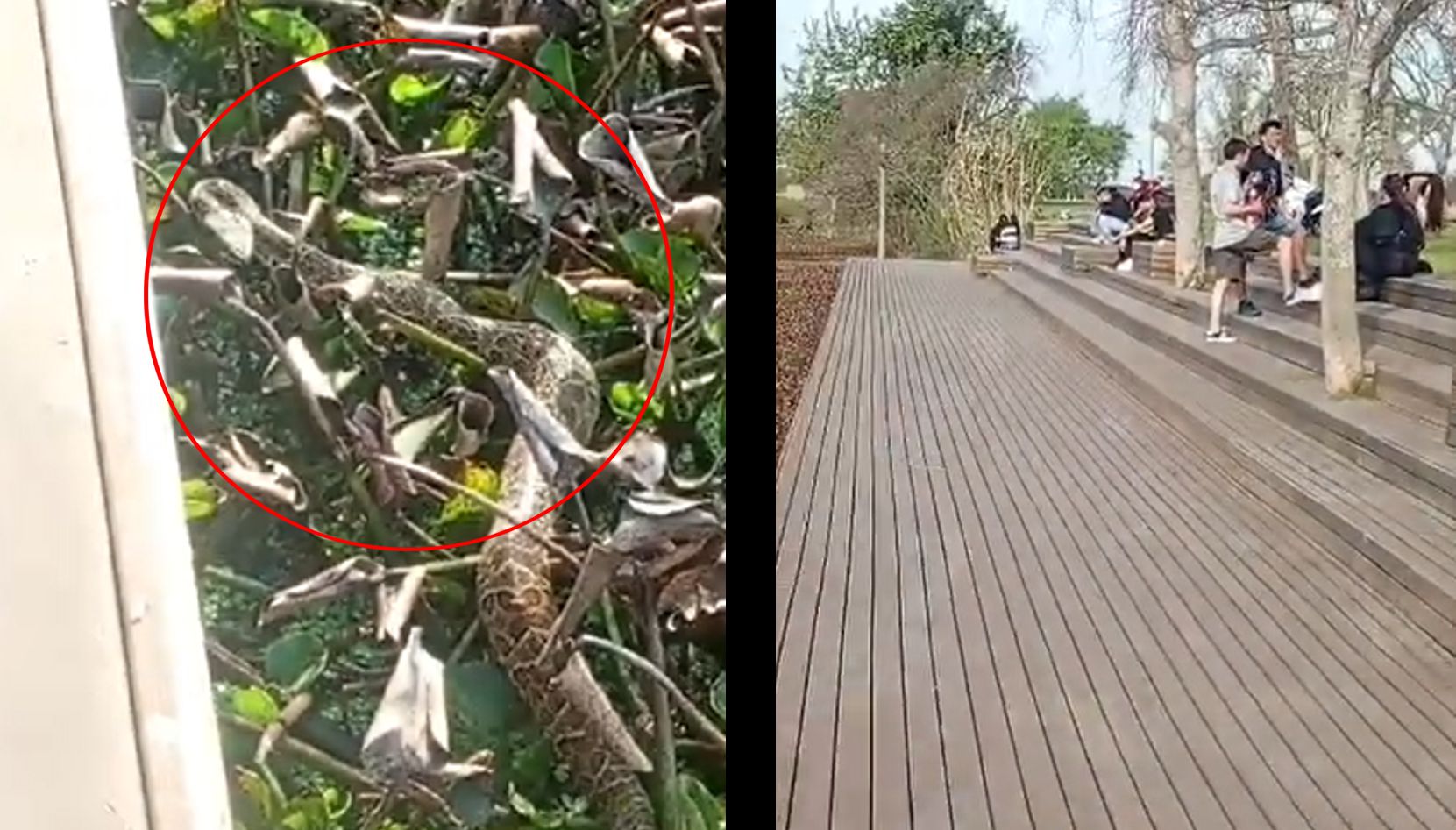 Una yarará fue hallada a pocos metros de una zona donde se encontraban turistas en el Ecoparque, generando sorpresa entre los visitantes que se encontraban disfrutando del espacio natural.