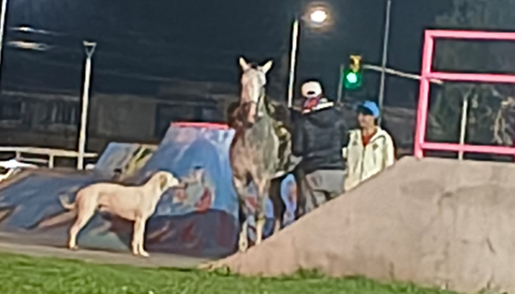 Indignación en la zona oeste de San Nicolás por la insólita conducta de un sujeto que, durante la noche del lunes, fue filmado mientras recorría a caballo las rampas del skate park. La situación terminó de la peor manera: según relataron vecinos, el animal perdió la estabilidad, dobló una de sus patas y terminó provocando la caída del jinete. Todo quedó registrado en imágenes que generaron polémica por el riesgo al que fue expuesto el caballo en una pista que no está diseñada para este tipo de actividad.
