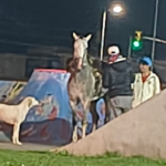 Indignación en la zona oeste de San Nicolás por la insólita conducta de un sujeto que, durante la noche del lunes, fue filmado mientras recorría a caballo las rampas del skate park. La situación terminó de la peor manera: según relataron vecinos, el animal perdió la estabilidad, dobló una de sus patas y terminó provocando la caída del jinete. Todo quedó registrado en imágenes que generaron polémica por el riesgo al que fue expuesto el caballo en una pista que no está diseñada para este tipo de actividad.
