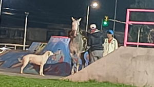 Indignación en la zona oeste de San Nicolás por la insólita conducta de un sujeto que, durante la noche del lunes, fue filmado mientras recorría a caballo las rampas del skate park. La situación terminó de la peor manera: según relataron vecinos, el animal perdió la estabilidad, dobló una de sus patas y terminó provocando la caída del jinete. Todo quedó registrado en imágenes que generaron polémica por el riesgo al que fue expuesto el caballo en una pista que no está diseñada para este tipo de actividad.